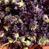 Purple Bachelor's Button